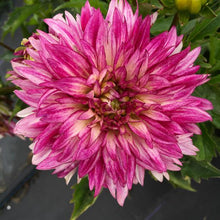 Load image into Gallery viewer, XXL Cutting Dahlias
