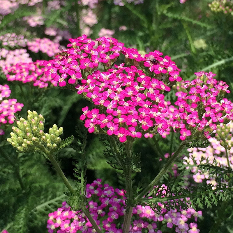 Achillea 'Oertel's Rose'