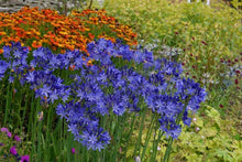 Load image into Gallery viewer, Agapanthus &#39;Northern Star&#39;
