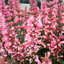 Load image into Gallery viewer, Agastache 'Pink Pearl'
