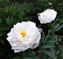 Load image into Gallery viewer, Peony 'Allan Rogers'
