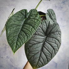 Load image into Gallery viewer, Alocasia melo

