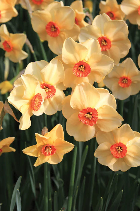 Daffodil 'Altruist'