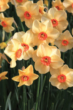 Load image into Gallery viewer, Daffodil &#39;Altruist&#39;
