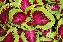 Load image into Gallery viewer, Coleus 'Kong Rose'
