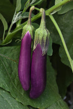 Load image into Gallery viewer, Eggplant 'Asian Delight'
