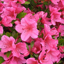 Load image into Gallery viewer, Azalea &#39;Rene Michelle&#39;
