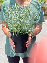 Load image into Gallery viewer, Lavender Sensational!®

