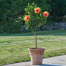 Load image into Gallery viewer, Tropical Hibiscus Tree (Jumbo)
