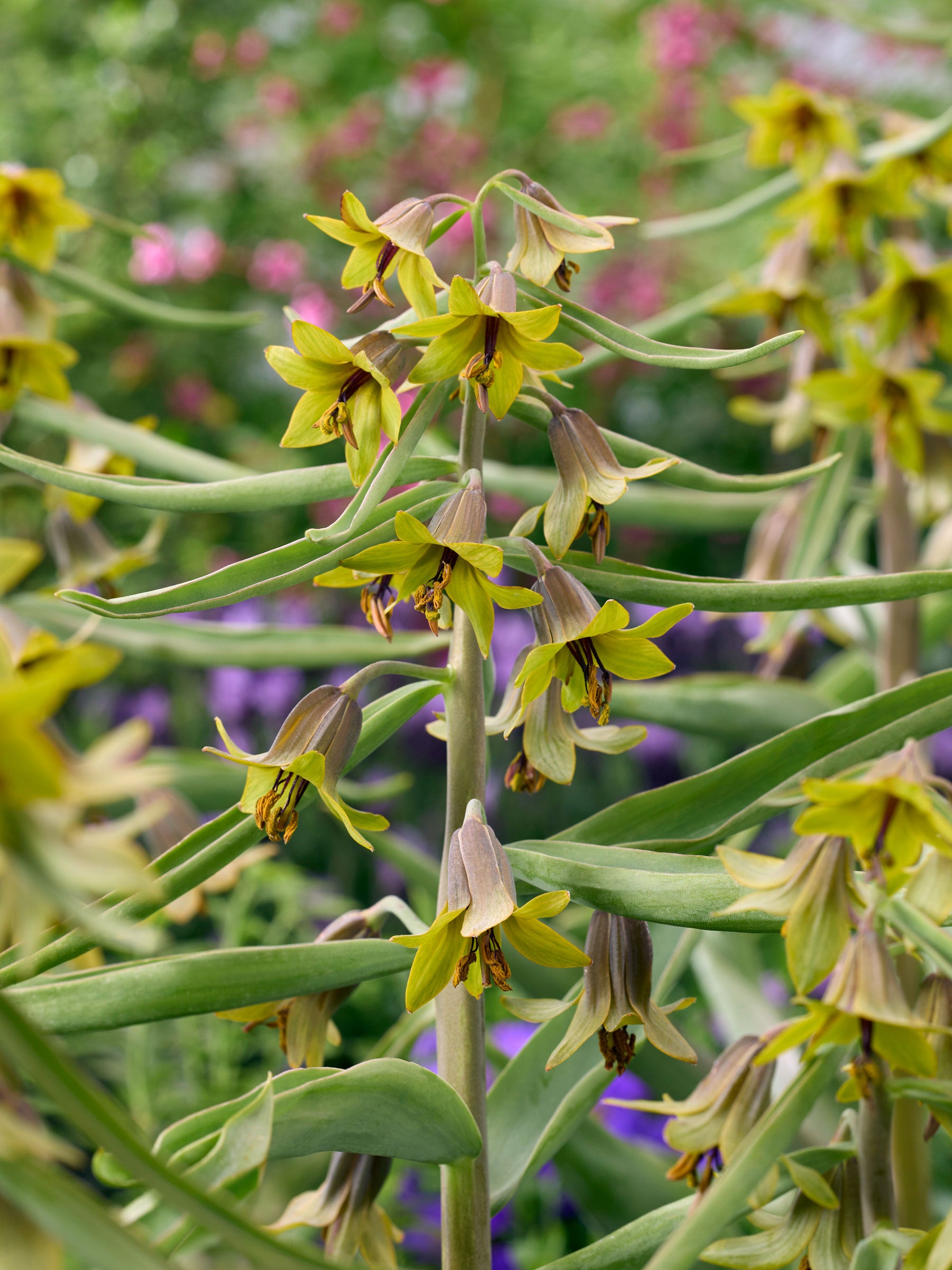 Fritillaria 'Green Eyes'