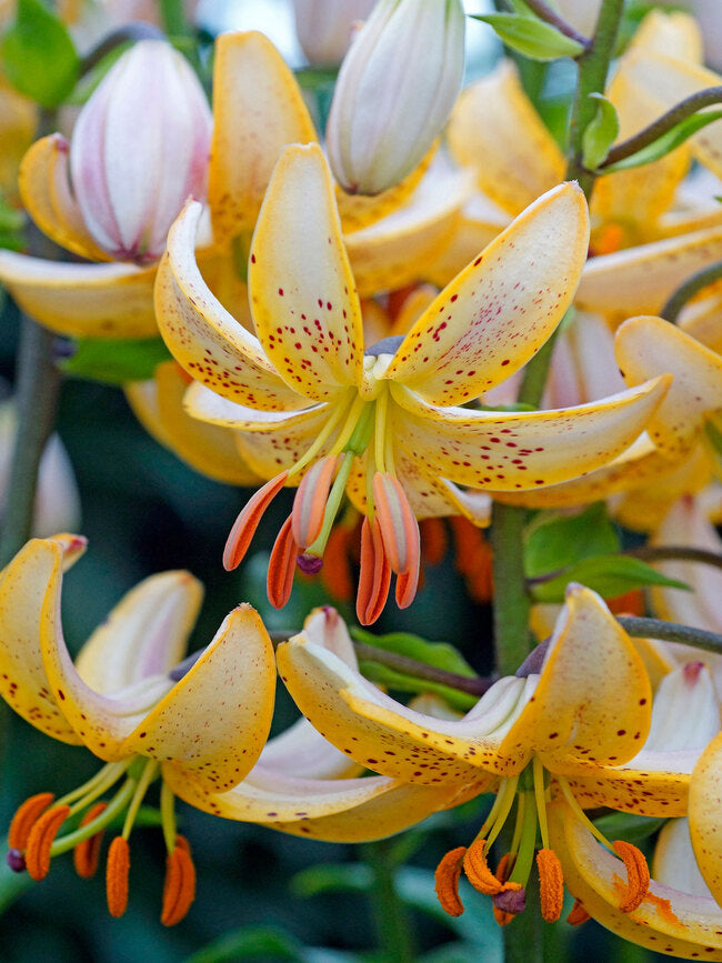 Lilium martagon ‘Guinea White’