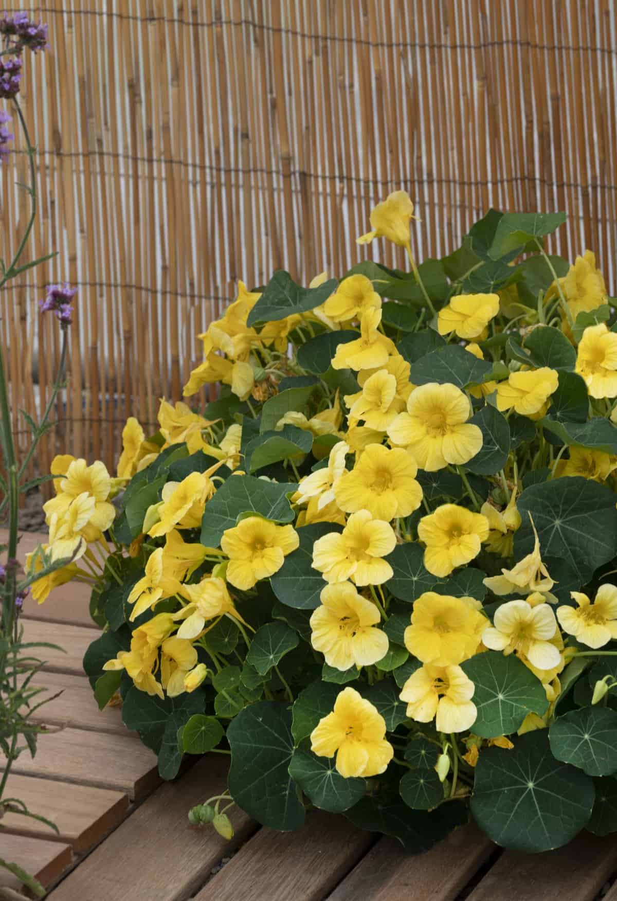 Nasturtium 'Baby Yellow'