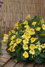 Load image into Gallery viewer, Nasturtium &#39;Baby Yellow&#39;
