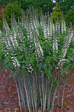 Load image into Gallery viewer, Baptisia &#39;Ivory Towers&#39;
