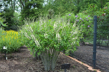 Load image into Gallery viewer, Baptisia &#39;Ivory Towers&#39;
