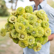 Load image into Gallery viewer, Zinnias

