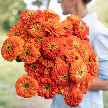 Load image into Gallery viewer, Zinnias
