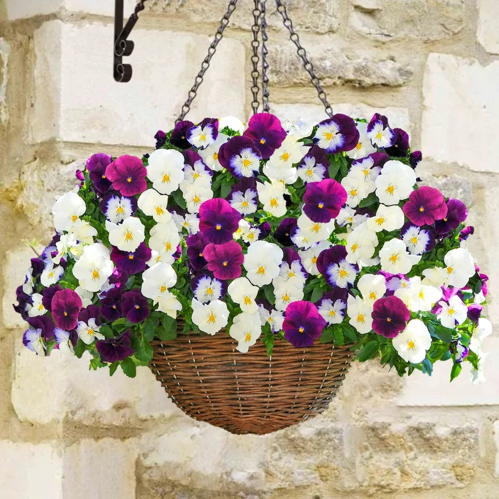 Pansy Hanging Basket