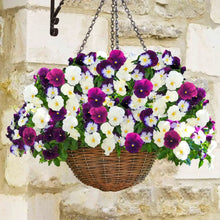 Load image into Gallery viewer, Pansy Hanging Basket
