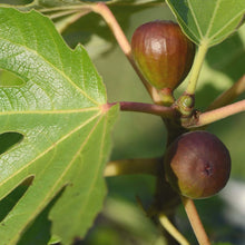 Load image into Gallery viewer, Fig Tree &#39;Black Mission&#39;
