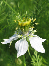 Load image into Gallery viewer, Nigella Black Cumin
