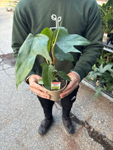 Load image into Gallery viewer, Philodendron &#39;Florida Green&#39;
