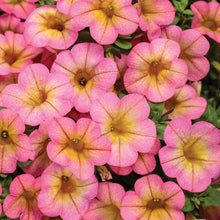 Load image into Gallery viewer, Calibrachoa SUPERBELLS®
