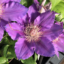 Load image into Gallery viewer, Clematis &#39;Bijou&#39;
