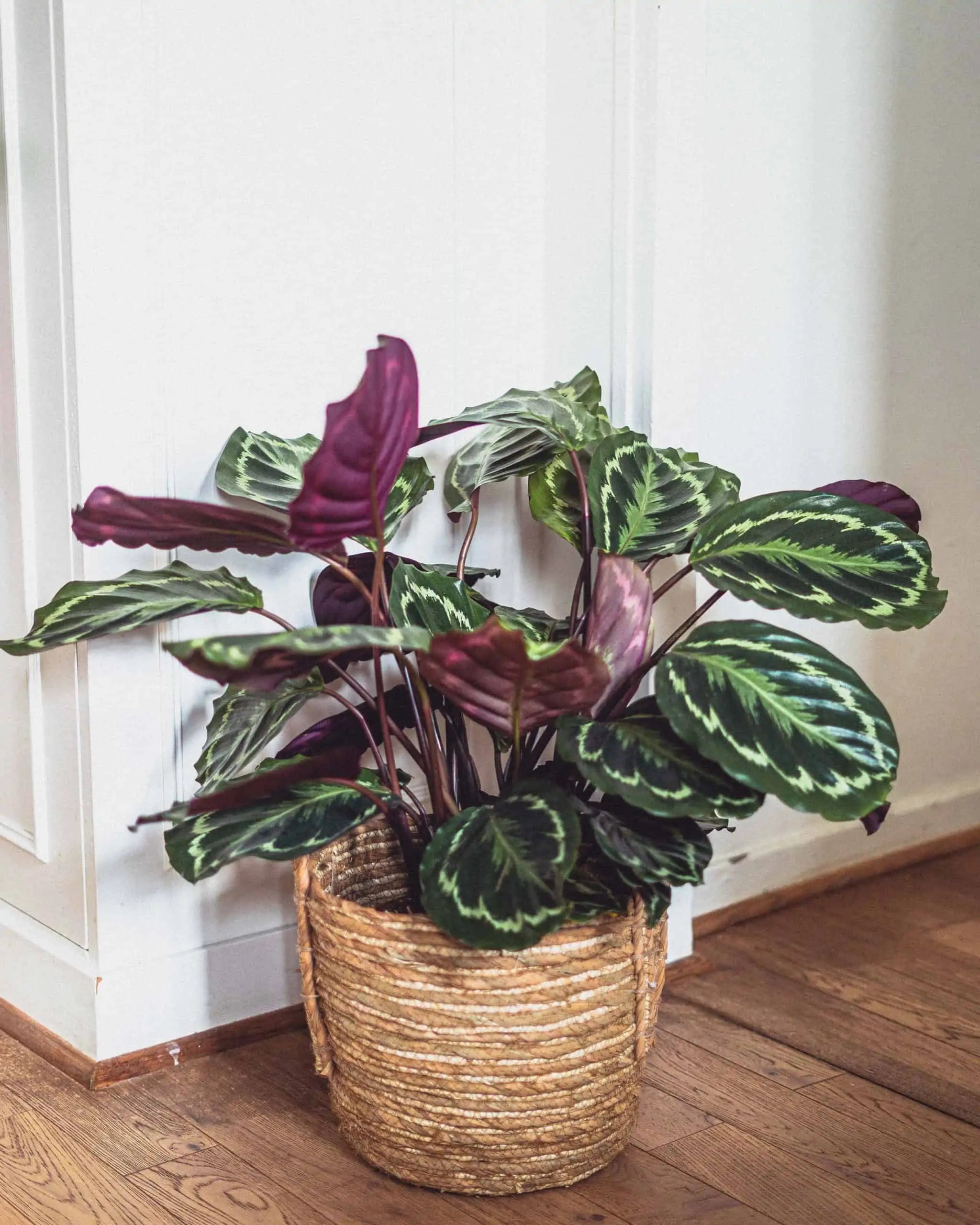 Calathea 'Medallion'