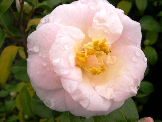 Camellia 'April Blush'