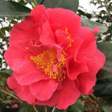 Load image into Gallery viewer, Camellia &#39;Turandot&#39;
