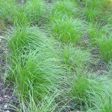 Carex Pennsylvanica-  Plug Tray 72 count