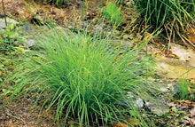 Load image into Gallery viewer, Carex stricta
