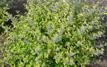 Load image into Gallery viewer, Caryopteris hybrida &#39;Gold Crest&#39;
