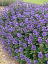 Load image into Gallery viewer, Caryopteris clandonensis &#39;Pavillion Blue&#39;
