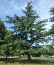 Load image into Gallery viewer, Deodar Cedar

