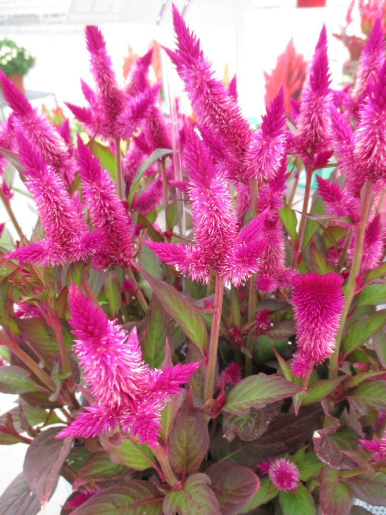 Celosia