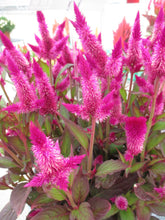 Load image into Gallery viewer, Celosia
