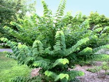 Load image into Gallery viewer, Eastern Redbud 'Ace of Hearts'
