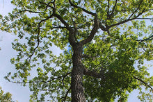 Load image into Gallery viewer, Chestnut Oak
