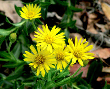 Load image into Gallery viewer, Chrysopsis mariana (Maryland Golden Aster)
