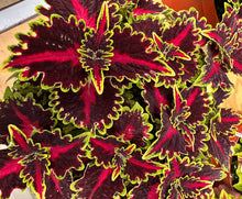 Load image into Gallery viewer, Coleus &#39;Terrascape Queen&#39;
