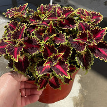 Load image into Gallery viewer, Coleus &#39;Terrascape Queen&#39;
