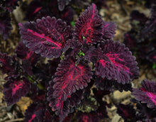 Load image into Gallery viewer, Coleus 'Black Dragon'
