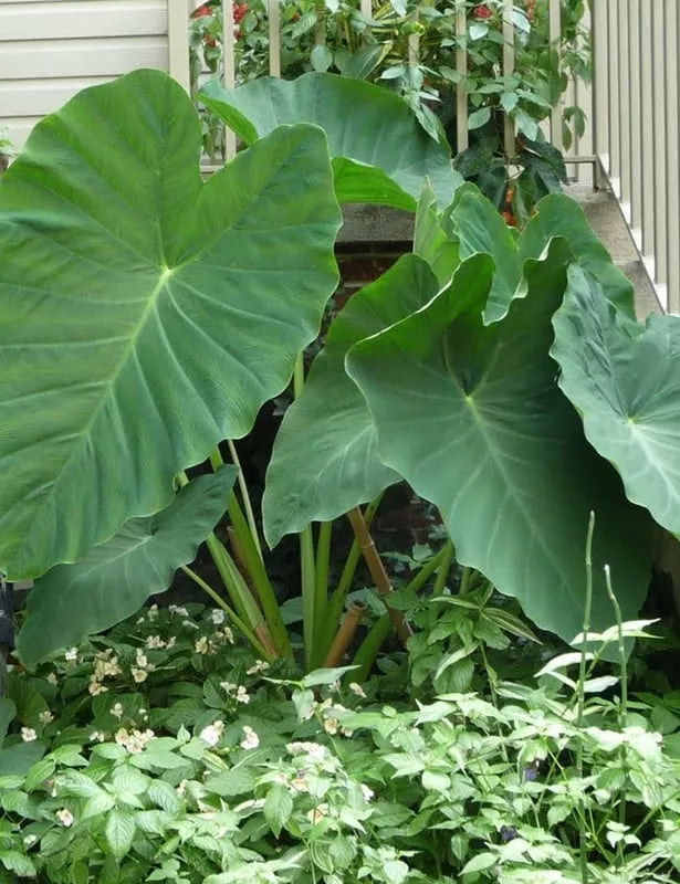 jack's giant elephant ear plant Jack's Giant Elephant Ear - 1 Bulb