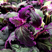 Load image into Gallery viewer, Gynura &#39;Purple Passion&#39;
