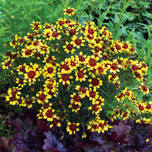 Load image into Gallery viewer, Coreopsis &#39;Firefly&#39;
