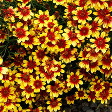 Load image into Gallery viewer, Coreopsis &#39;Firefly&#39;
