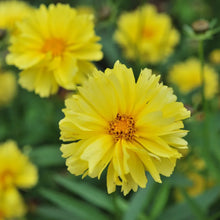 Load image into Gallery viewer, Coreopsis &#39;Leading Lady Charlize&#39;
