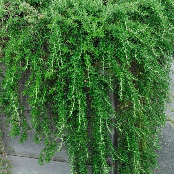 Fall Herb- Creeping Rosemary